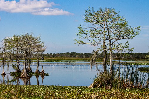 Beautiful landscape of Cypress trees at Orlando Wetlands