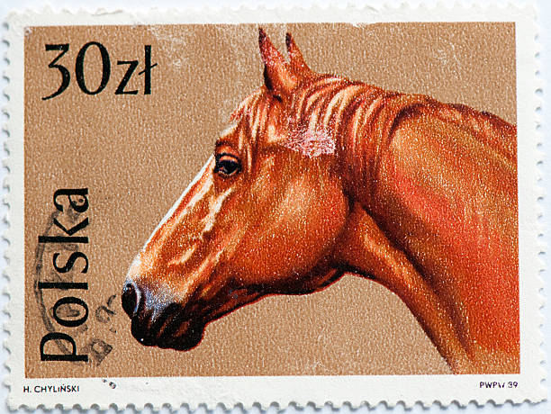 istock Brown head of the horse 148403447