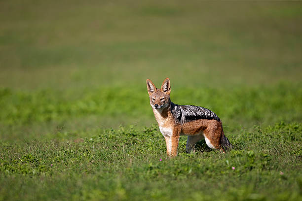 Black-Backed Jackal, Addo Elephant National PArk