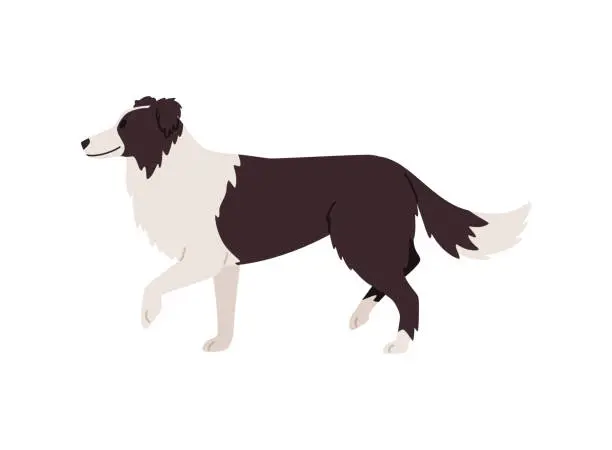 Vector illustration of St Bernard lifesaver service dog breed flat cartoon vector illustration isolated.