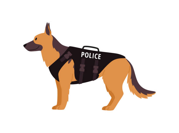istock Police dog in vest, flat vector illustration isolated on white background. 1484034961