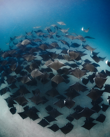 A school of Mobile Rays swimming together in the Sea of Cortez