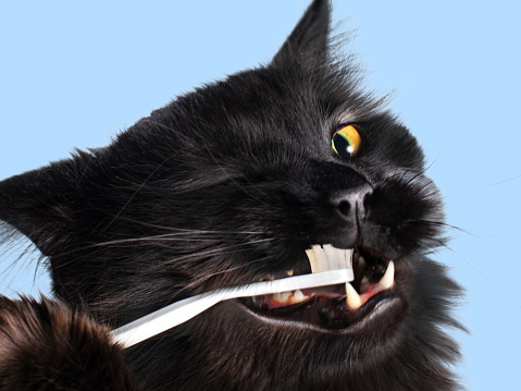 Brushing teeth cat, close up, blue background. aminal oral care