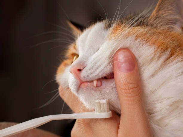 istock Teeth brushing a cat with a white brush, white red cat close-up 1484037161