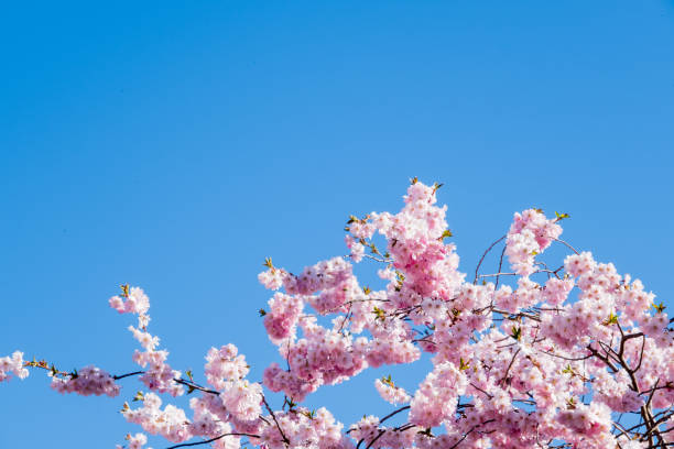 istock Cherryblossom flower with blue sky as background with space for text 1484038643