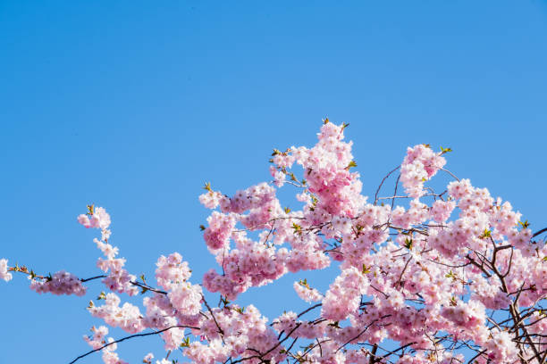 istock Cherryblossom flower with blue sky as background with space for text 1484038649