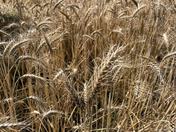 посевы пшеницы, посадка пшеницы на пшеничном поле - kansas wheat bread midwest usa стоковые фото и изображения