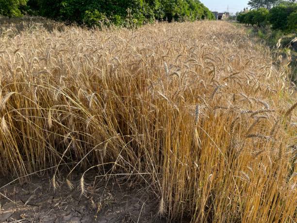 cultures de blé plant de blé dans le champ de blé - kansas wheat bread midwest usa photos et images de collection
