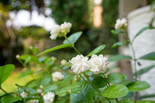 Beautiful blossom jasminum sambac in garden.