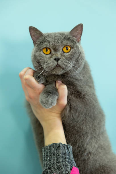 istock Female hand holding a gray cat on a blue background 1484039724