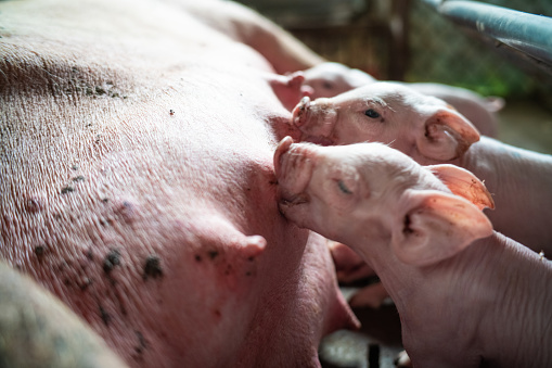 Newborn piglet sucking milk in meat animal farm animal industry