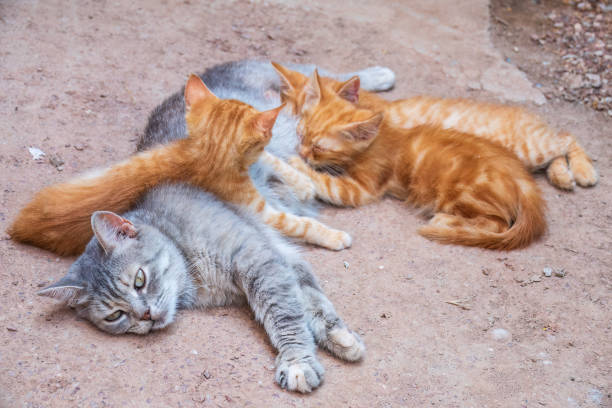 istock Mother cat resting on a concrete floor and nursing her three ginger kittens. Three ginger kittens drink milk from their gray mother cat lying on the ground, otdoors. 1484041136