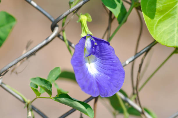 istock butterfly pea , blue pea flower or purple flower 1484042064