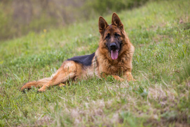istock A German Shepherd dog lying on the grass in the forest with greenery around 1484043189