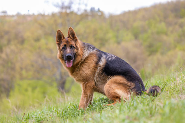 istock Dog breed German Shepherd is sitting on a green grass in the forest 1484043339