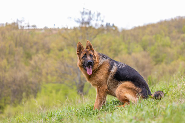 istock Dog breed German Shepherd is sitting on a green grass in the forest 1484043370