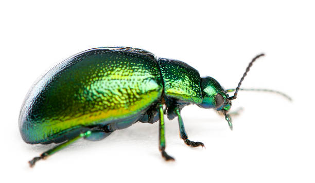 istock Leaf beetle, Chrysomelinae, in front of white background 148404412
