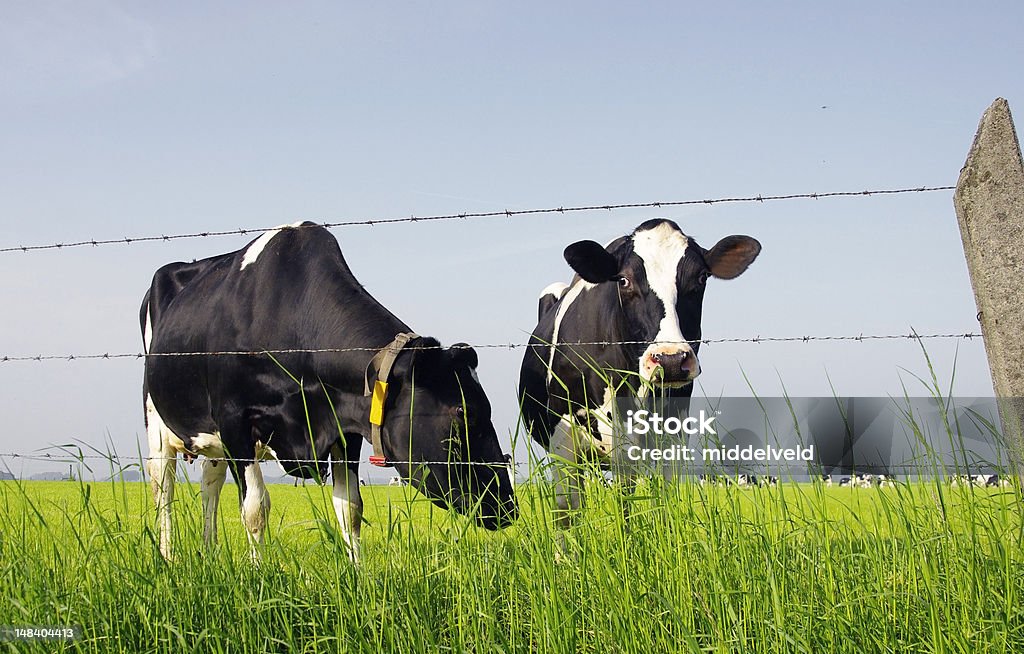 La vaca - Foto de stock de Agricultura libre de derechos