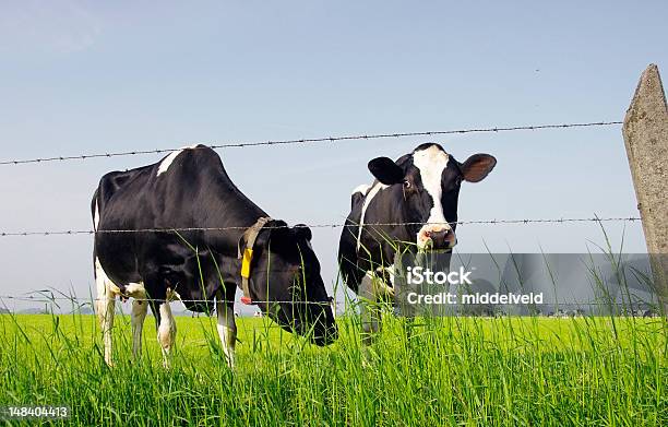 La Vaca Foto de stock y más banco de imágenes de Agricultura - Agricultura, Aire libre, Animal doméstico