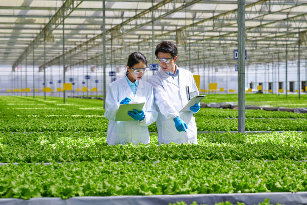 istock Two Young Asian Researcher Examining & Discussion at Smart Greenhouse 1484045609