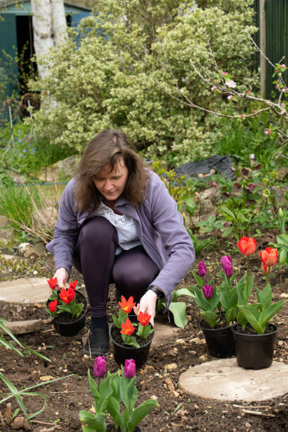 istock Planting tulips in the garden. 1484045952