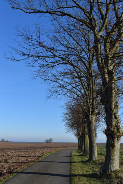 istock The way forward. A row of bare trees with long shadows. Winter sunlight. 1484045994