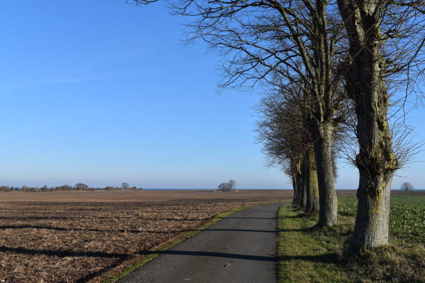 The way forward. A row of bare trees with long shadows. Winter sunlight.