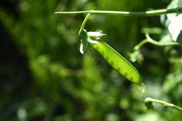 istock Peas cultivation and harvesting work in the vegetable garden. 1484046011