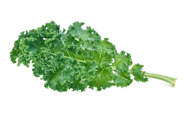 istock Creative layout made of kale on white background 1484046167