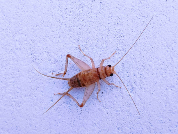 House cricket, cricket-insect crickets animals acheta domesticus, grillo domestico, acheta domestica closeup jhingur view image picture stock photo stock photo