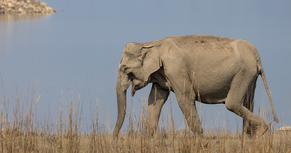 African elephants (Loxodonta) in a mud hole next to Salamat river, Zakouma National Park, Chad. \n\nZakouma National Park is situated just south of the Sahara desert and above the fertile rainforest regions of Chad. The Greater Zakouma Ecosystem is well positioned as the primary safe haven for Central and West African wildlife.\n\nIn the year 2006 Zakouma became famous for a series of poaching massacres of African elephants.