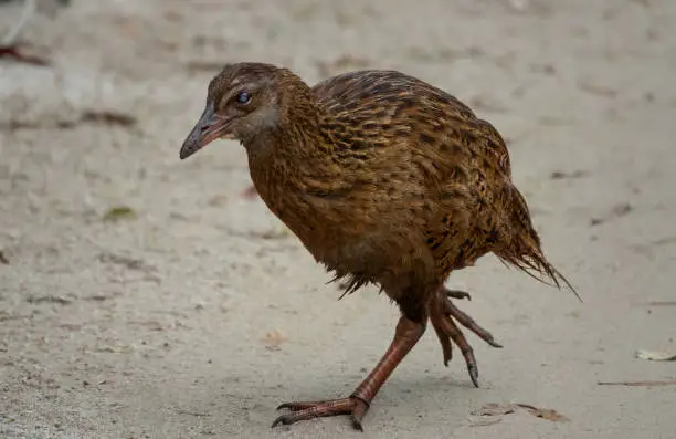 Photo of The weka, also known as the Maori hen or woodhen (Gallirallus australis), a flightless bird species endemic to New Zealand. Abel Tasman National park, South Island of New Zealand