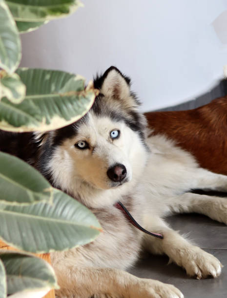 istock Siberian husky dog portrait 1484049135