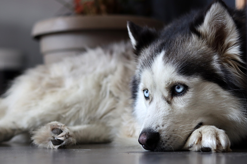 Siberian Husky close up portrait. Furry dog laying on the floor. Grey background with space for text. Pet care concept.