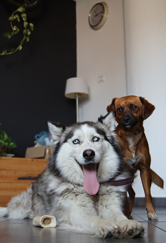 Siberian husky and small brown mixed breed dog close up photo. Funny cute dogs. Best friends concept. Space for text.