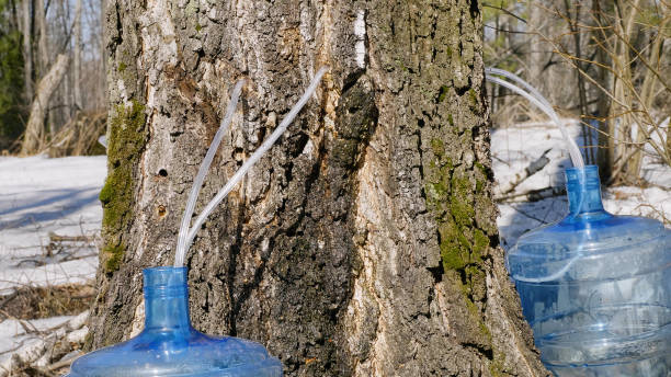 istock Southern Urals, spring taiga: collecting birch sap in bottles. 1484051190