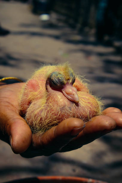 istock Image Baby Pigeon HD Images 1484051457