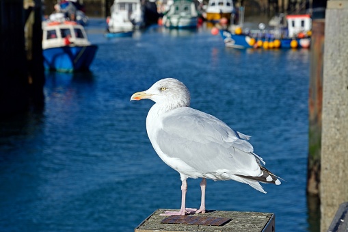 Seagull sitting on the harbour wall with fishing boats to the rear, West Bay, Dorset, UK, Europe.