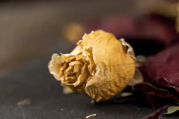 Photo of An old dry rose with crumbs from dry petals