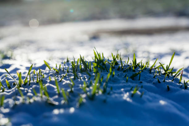 Grass covered with snow and ice in winter, frosts in nature with grass in the snow