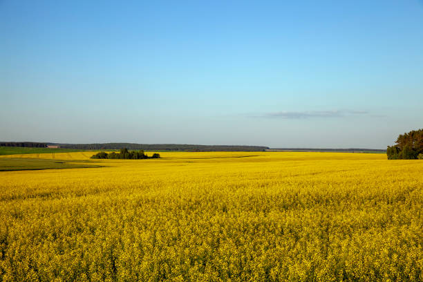 istock beautiful blooming rapeseed flowers in spring 1484055233
