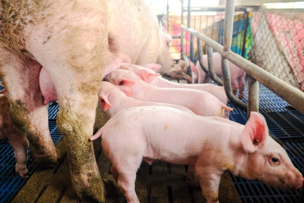 istock Piglet group with pig in rural traditional farm 1484055729