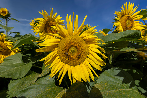 Sunflower field with yellow flowers and bees, pollination of sunflower field by bees in summer