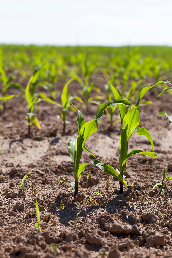 small green corn sprouts in the summer, a field with a future corn harvest in sunny weather