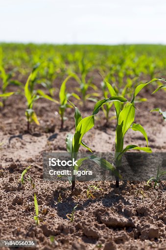 istock small green corn sprouts in the summer 1484056036