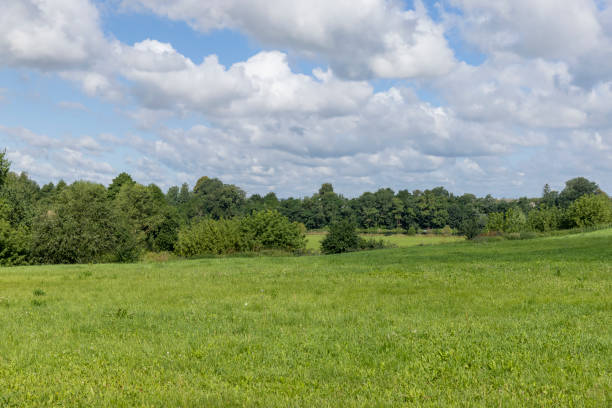 istock Green grass growing in the field in the summer 1484056085
