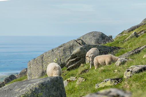 Beautiful Norwegian sheep grazing on an alpine meadow with rocks and the ocean in the background. mountain slope, summer, Norway.