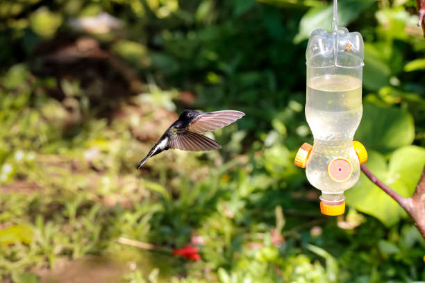 A Costa's hummingbird at a backyard feeder in the winter in the Sonoran Desert region of Arizona.
