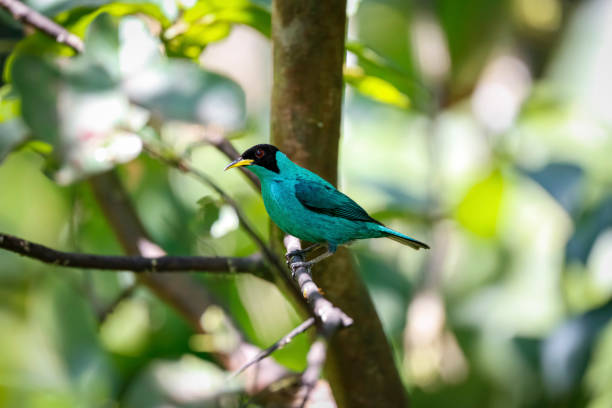istock Green honeycreeper, side view, perched on a branch against defocused background, Folha Seca, Brazil 1484058404