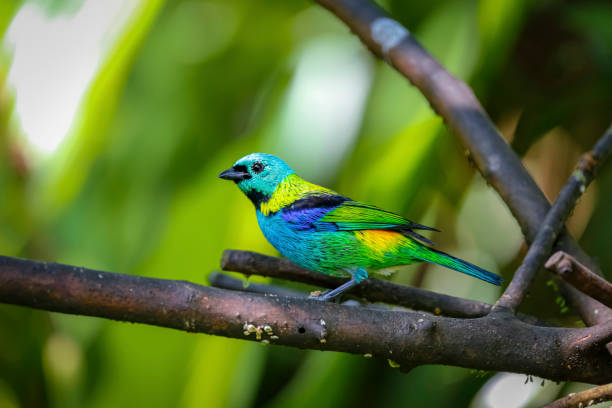 close-up de tanager-de-cabeça-verde empoleirado em um galho contra fundo verde desfocado, folha seca, brasil - fuzzy headed - fotografias e filmes do acervo